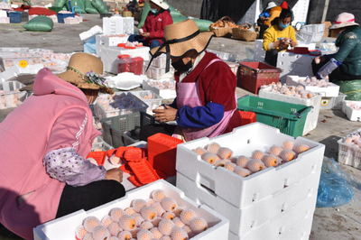 涼山德昌 疫情防控和農(nóng)產(chǎn)品銷售兩不誤，扎實做好疫情防控期間農(nóng)產(chǎn)品銷售工作